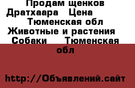 Продам щенков Дратхаара › Цена ­ 6 000 - Тюменская обл. Животные и растения » Собаки   . Тюменская обл.